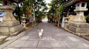 参道と七夕飾り