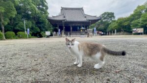 野間大坊