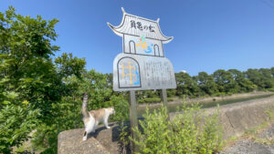 浦島のカメ